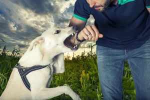 South Carolina Dog Bite Attorney